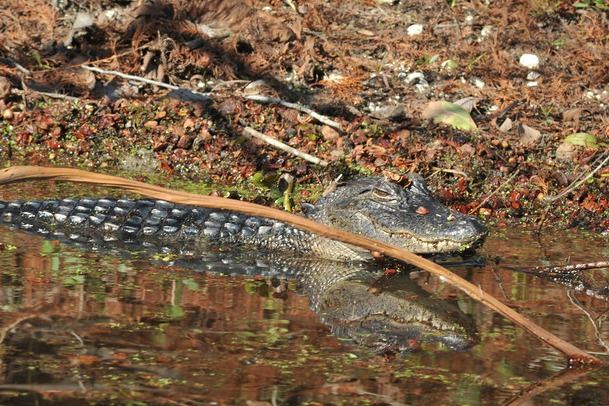 Alligator in Lake Martin